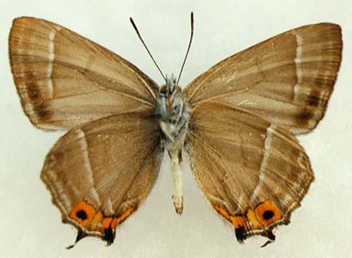 Favonius taxila, male, underside, color image