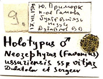 Neozephyrus ussuriensis vitjaz holotype labels, color image