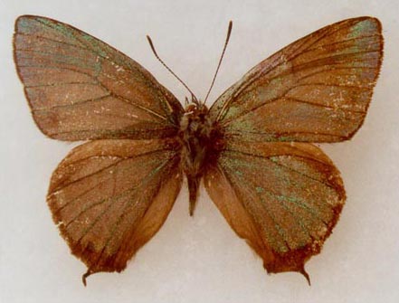 Neozephyrus ussuriensis vitjaz, holotype, color image