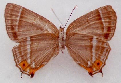 Favonius ussuriensis vitjaz, paratype, color image