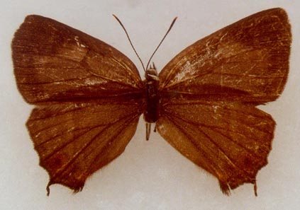 Favonius ussuriensis vitjaz, paratype, female, color image