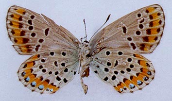 Lycaeides argyrognomon chalcha, color image