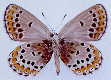 Lycaeides argyrognomon gabrieli, color image