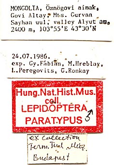 Male paratype labels, color image