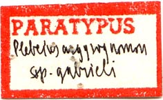 Male paratype label, color image