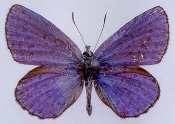 Lycaeides argyrognomon gabrieli, color image