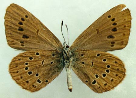 Maculinea kurentzovi daurica, paratype, female, color image