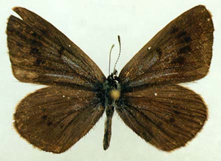 Maculinea kurentzovi daurica, paratype, female, color image