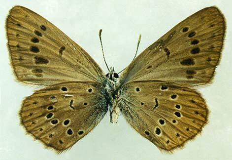 Maculinea kurentzovi daurica, holotype, male, color image