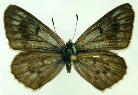 Maculinea kurentzovi daurica, holotype, male, color image