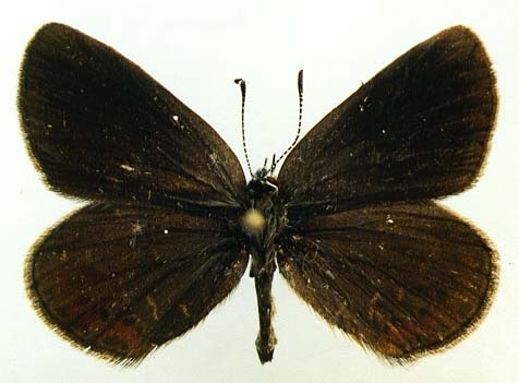 Neolycaena davidi, upperside, color image