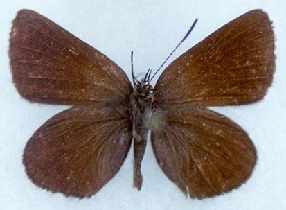 Neolycaena medea, color image