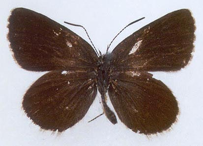 Neolycaena medea, color image
