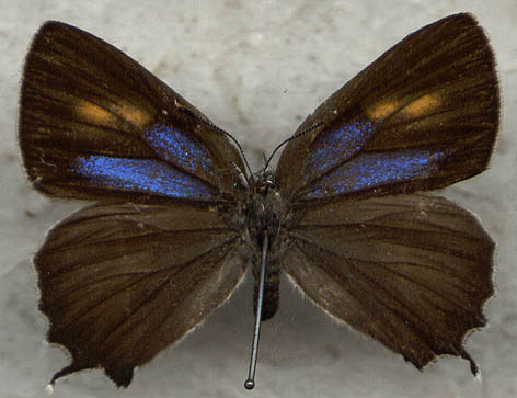 Neozephyrus japonicus, female form AB, color image