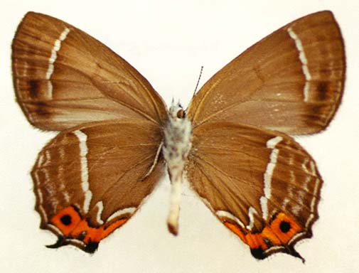 Neozephyrus japonicus, male, underside, color image