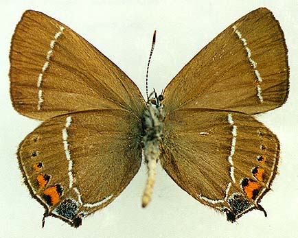 Nordmannia latior, male, underside, color image