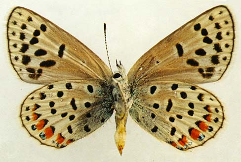 Plebejidea cyane, female, underside, color image