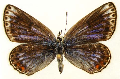 Plebejidea cyane, female, upperside, color image
