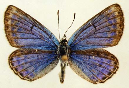 Plebejidea cyane, male, upperside, color image