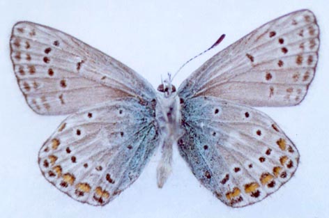Polyommatus eros taimyrensis, holotype, color image