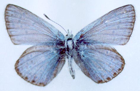 Polyommatus eros taimyrensis, holotype, color image