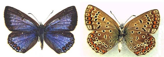 Polyommatus icadius cicero, female paratype, color image