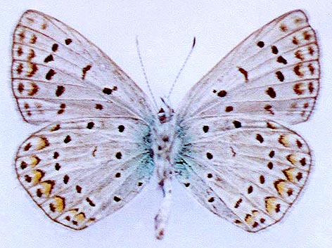 Polyommatus icarus omelkoi, holotype, color image