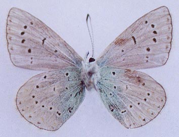 Polyommatus szabokyi, color image