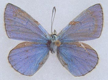 Polyommatus szabokyi, color image