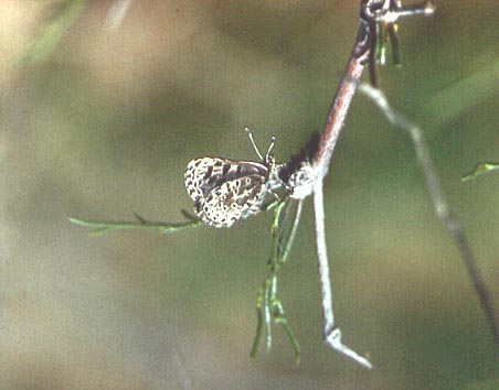 Praephilotes anthracias, color photo