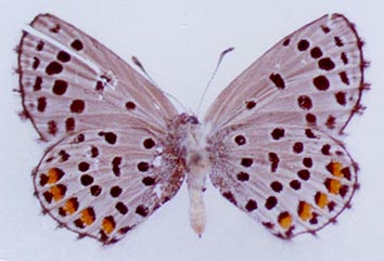 Pseudophilotes jacuticus, color image
