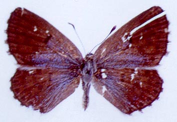 Pseudophilotes jacuticus, color image