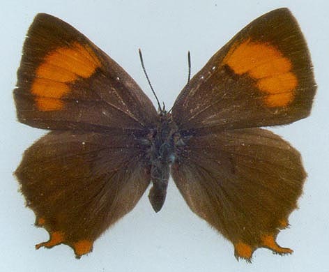 Thecla betulae daurica, holotype, color image