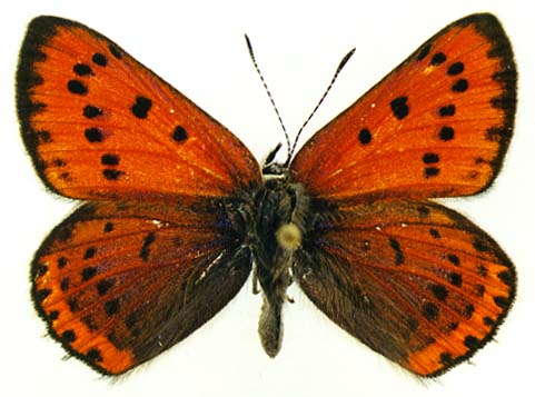 Thersamonolycaena violaceus, male, upperside, color image