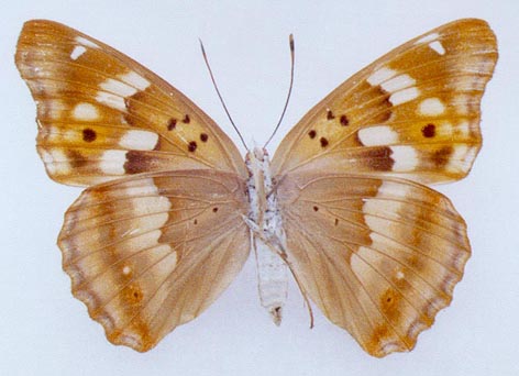 Apatura hybrid, color image