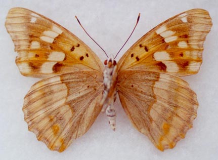 Apatura metis irtyshika, female, color image