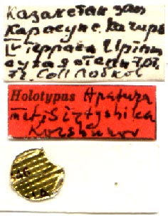Apatura metis irtyshika holotype labels, color image