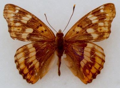 Apatura metis irtyshika, holotype, color image