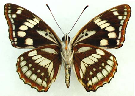 Athymodes nycteis, male, color image
