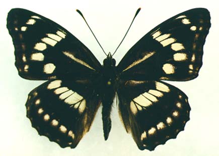 Athymodes nycteis, male, color image