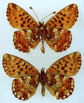 Boloria aquilonaris, underside, color image