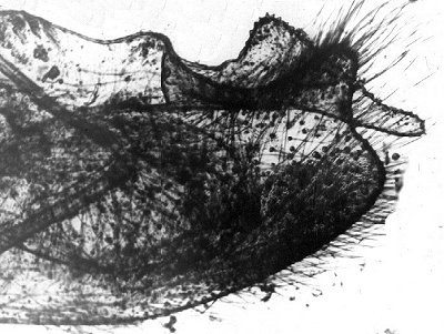 Boloria aquilonaris roddi, male genitalia