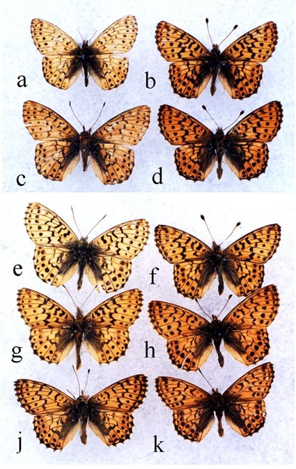 10 males of B.a.roddi, paratypes, upperside, color image