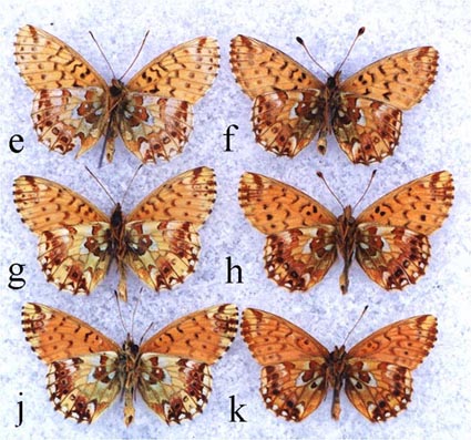 6 males of B.a. roddi, paratypes, underside, color image