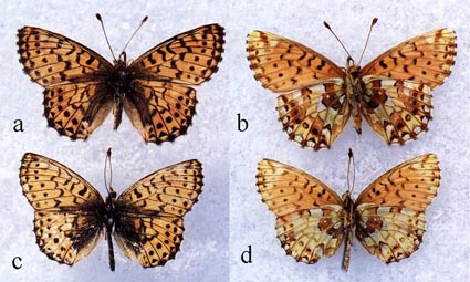 2 females of B.a. roddi, upper- and undderside, color images