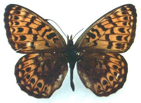 Clossiana tritonia ershovi, color image
