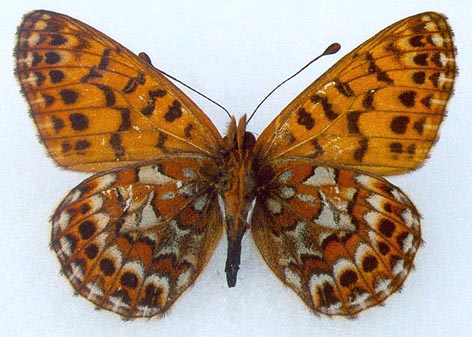 Clossiana tritonia ershovi, holotype, color image