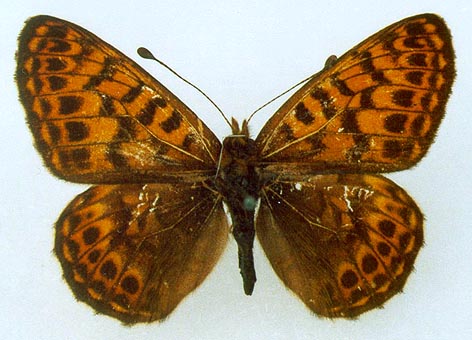 Clossiana trotonia ershovi, holotype, color image