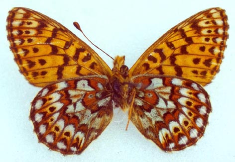 Clossiana tritonia ershovi, color image