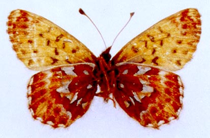 Clossiana chariclea tshuktsha, holotype, color image